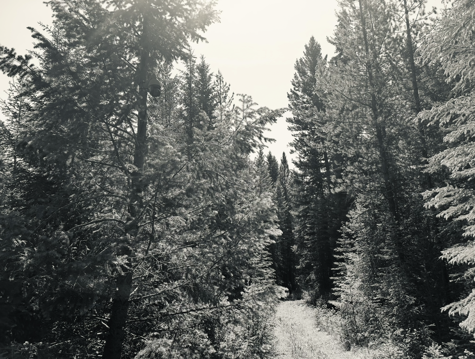 Bigfoot-themed forest visual used in the Bigfoot Live Stream project